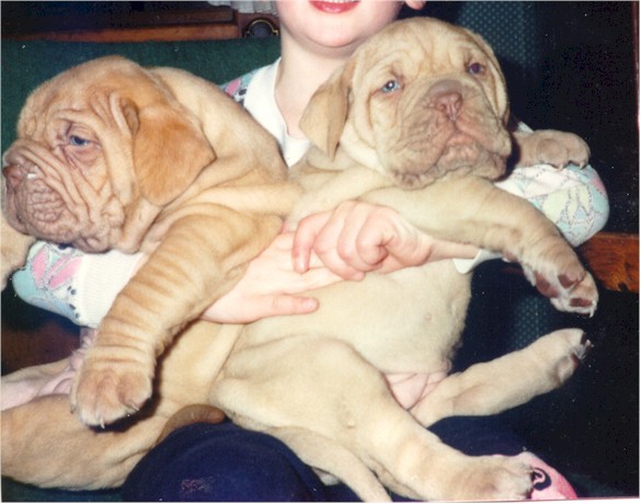pups.jpg (68881 bytes)