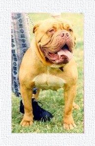 TNT's Sphinky de Merrimac 1991 World Champion