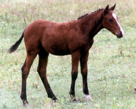 Bay Rush River colt