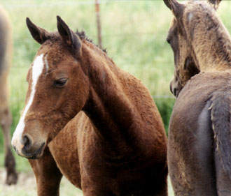 Bay and dark chestnut Rush River colts