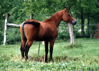 Colonel's Bay Blaze in summer coat