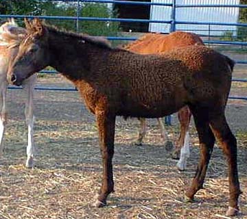 Buffalo Jill