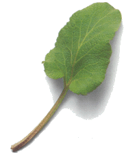 Burdock leaf