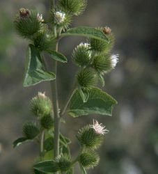 Burdock burrs