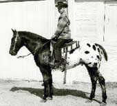 Chief of Fourmile (Appaloosa)