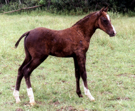 Dark ch. Rush River Colt