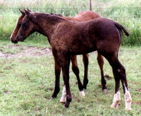 Dark chestnut and bay Rush River colys