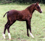 Rush River Chisum's 3/4 brother