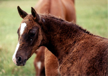 Dk chestnut Rush River colt--head