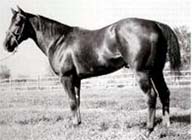 Hard Twist (AQHA)