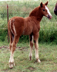 Sorrel Rush River colt