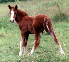 Sorrel Rush River colt