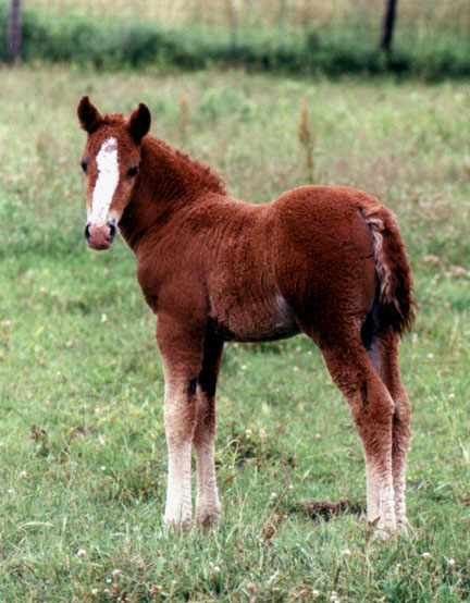 Sorrel 2001 colt