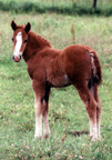 Rosie's colt by Blaze
