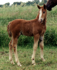 Sorrel Rush River colt