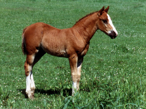 Rush River Slash (3 wks old)