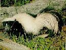 Striped Skunk