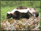 Striped Skunk
