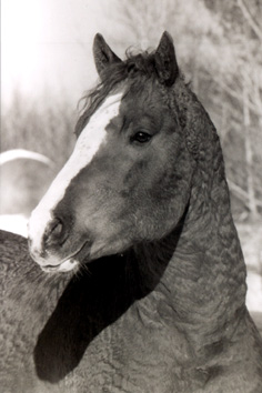 Rush River Slash-5 yr old