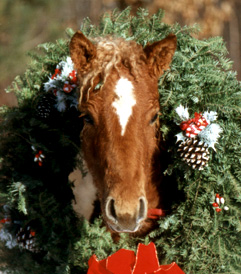 Always Natasha-Weanling Xmas