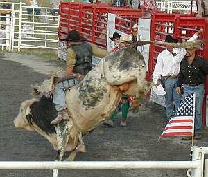 Bull riding, click to see the page