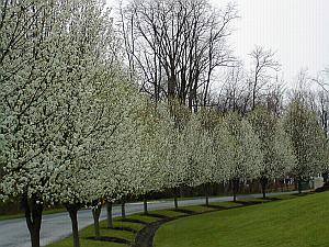 Our apple tree in Bloom 4/1/2002