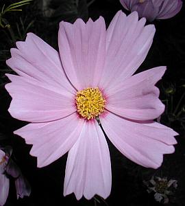 Cosmo