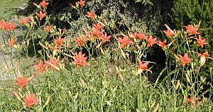 Daylilies