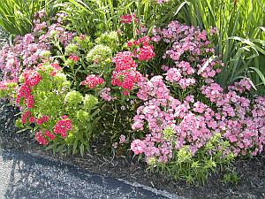 Pink and Red Dianthus