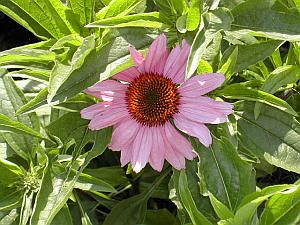 Echinacia