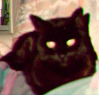 Thank you for petting me.&nbsp; Purrrrrrrrr