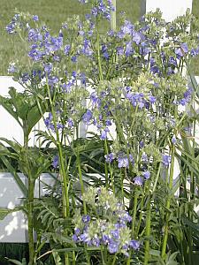 Blue Jacobs Ladder.&nbsp; Once thought to be extinct.