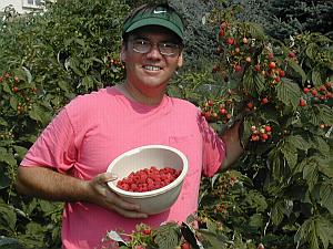Jerry raspberry harvesting