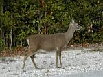 We actually found a Key deer.&nbsp; They stand about 2 feet at the shoulders.&nbsp; They are related to the white-tailed deer.