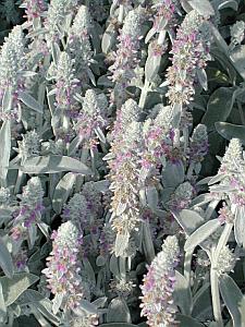 Lambs Ear