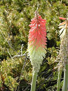 Red Hot Poker