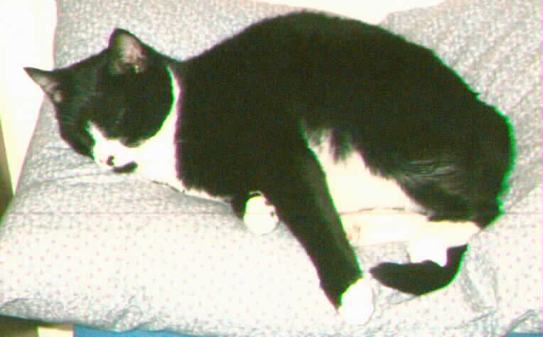 Watson lives in Silver Spring Maryland, his house servant is Holly