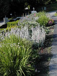 The South garden along the driveway.&nbsp; 100 feet of blooms!