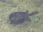 The ??? turtle in a pond on the reserve