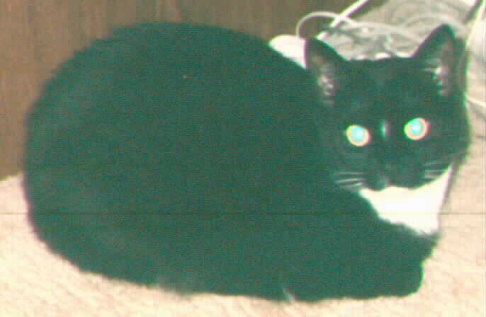 Sherloque lives in Silver Spring Maryland,&nbsp; Her house servant is Holly.