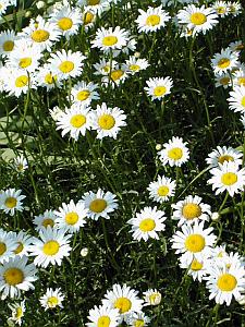 Shasta Daisy