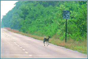 Found in Pine Key, these tiny deer are very cute