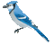 bluejay