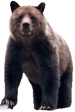 bear