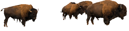 buffalo