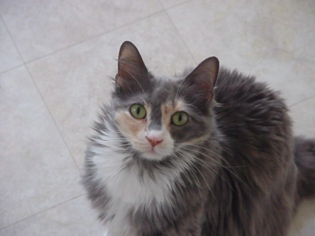 Kissa.&nbsp; Although we have five cats, Kissa is the one who is my "familiar".