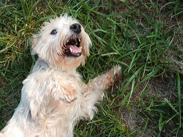 Cheese!!