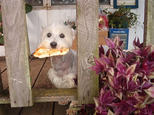 Our First Westie