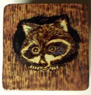 Raccoon Box