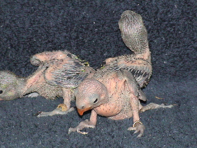 Filhotes de Tarantas